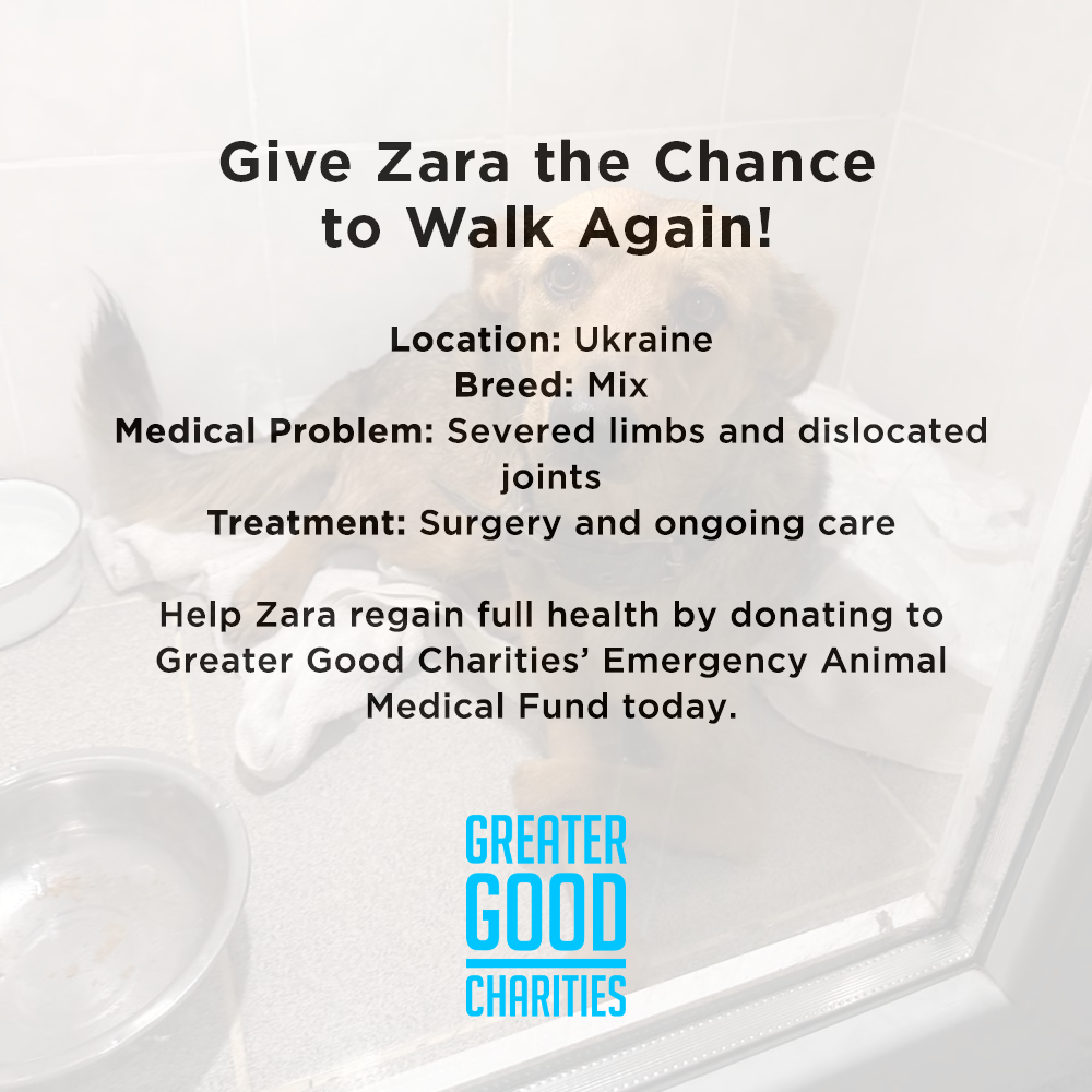 Funded: Give Zara the Chance to Walk Again、mySite、camillekostekn