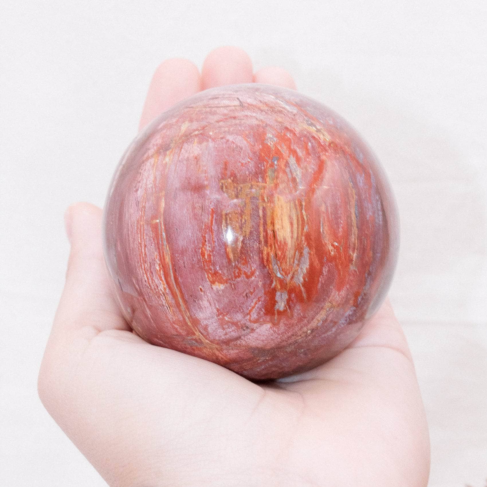 Petrified Wood Sphere - AAA Premium Quality、mySite、hinf8tx79