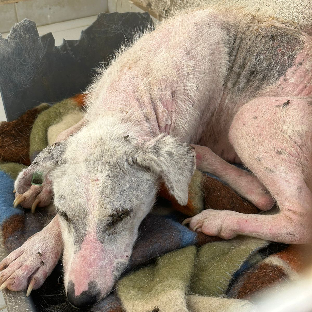 Funded: Help Ghost Recover From Painful Skin Infection、mySite、camillekostekn