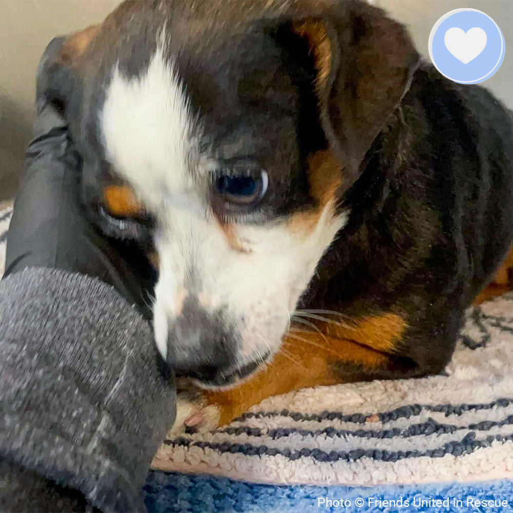 Funded: Help Heal Hailey's Broken Leg、mySite、camillekostekn