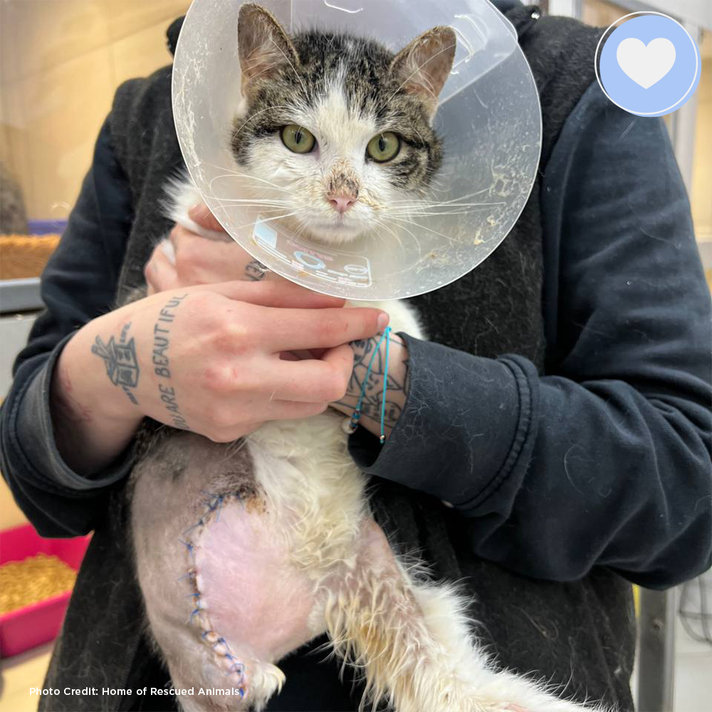 Funded: Help Lucky Get Back on His Feet、mySite、camillekostekn