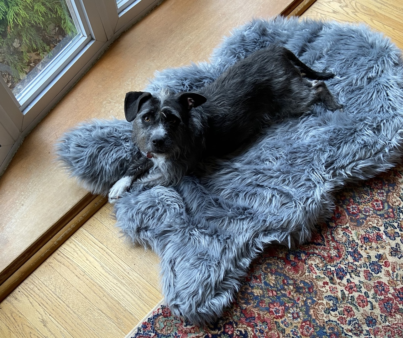Paw.com x BarkBox PupRug™ Faux Fur Orthopedic Dog Bed - Charcoal Grey、mySite、solidvoid