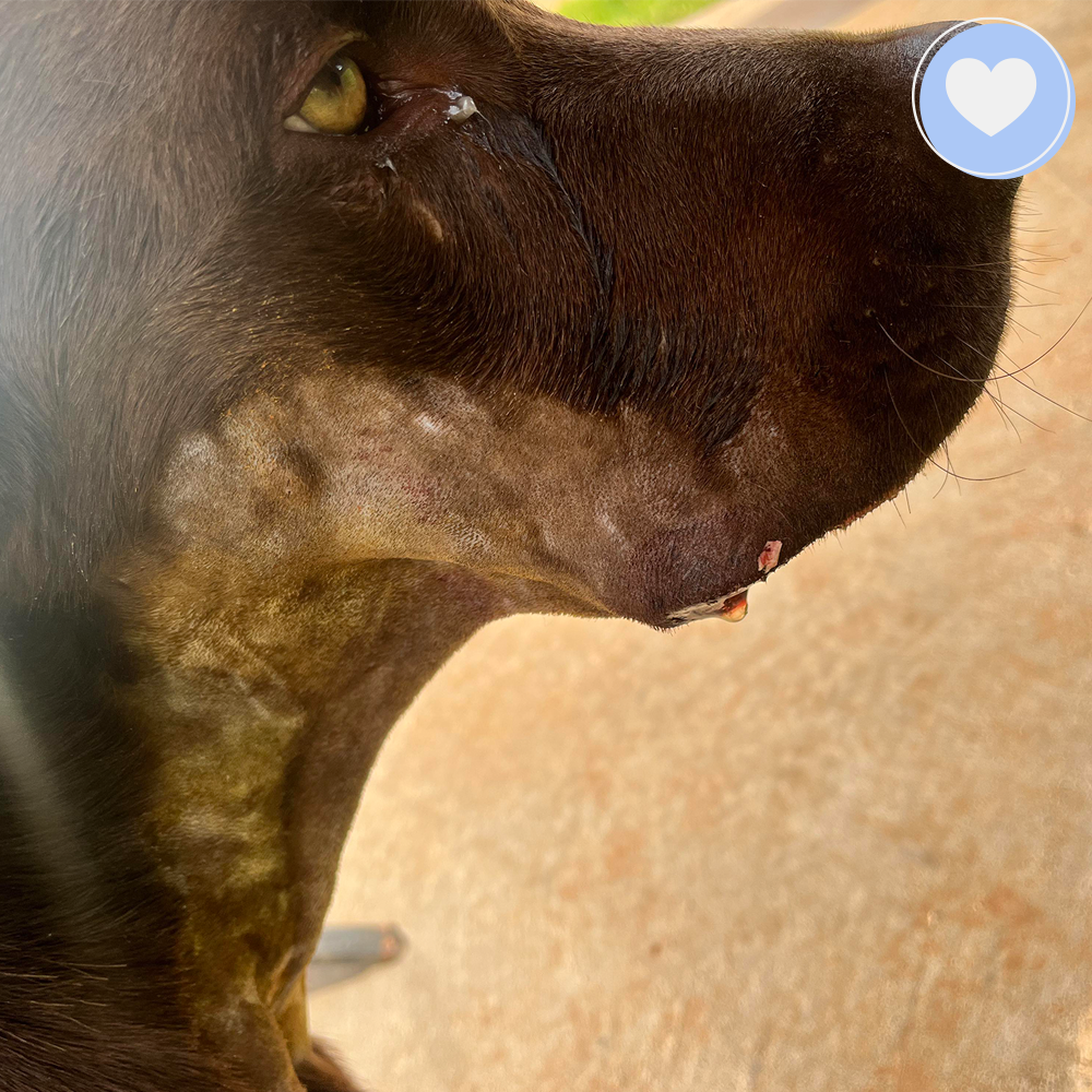 Funded: Help Novak Heal From His Wounds、mySite、camillekostekn