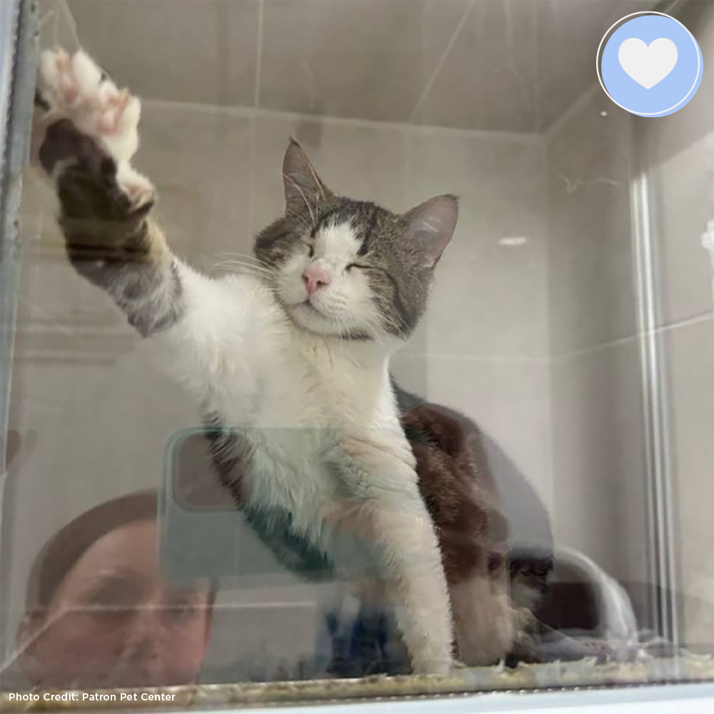 Funded: Save Python’s Paw from Bullet Wound、mySite、camillekostekn