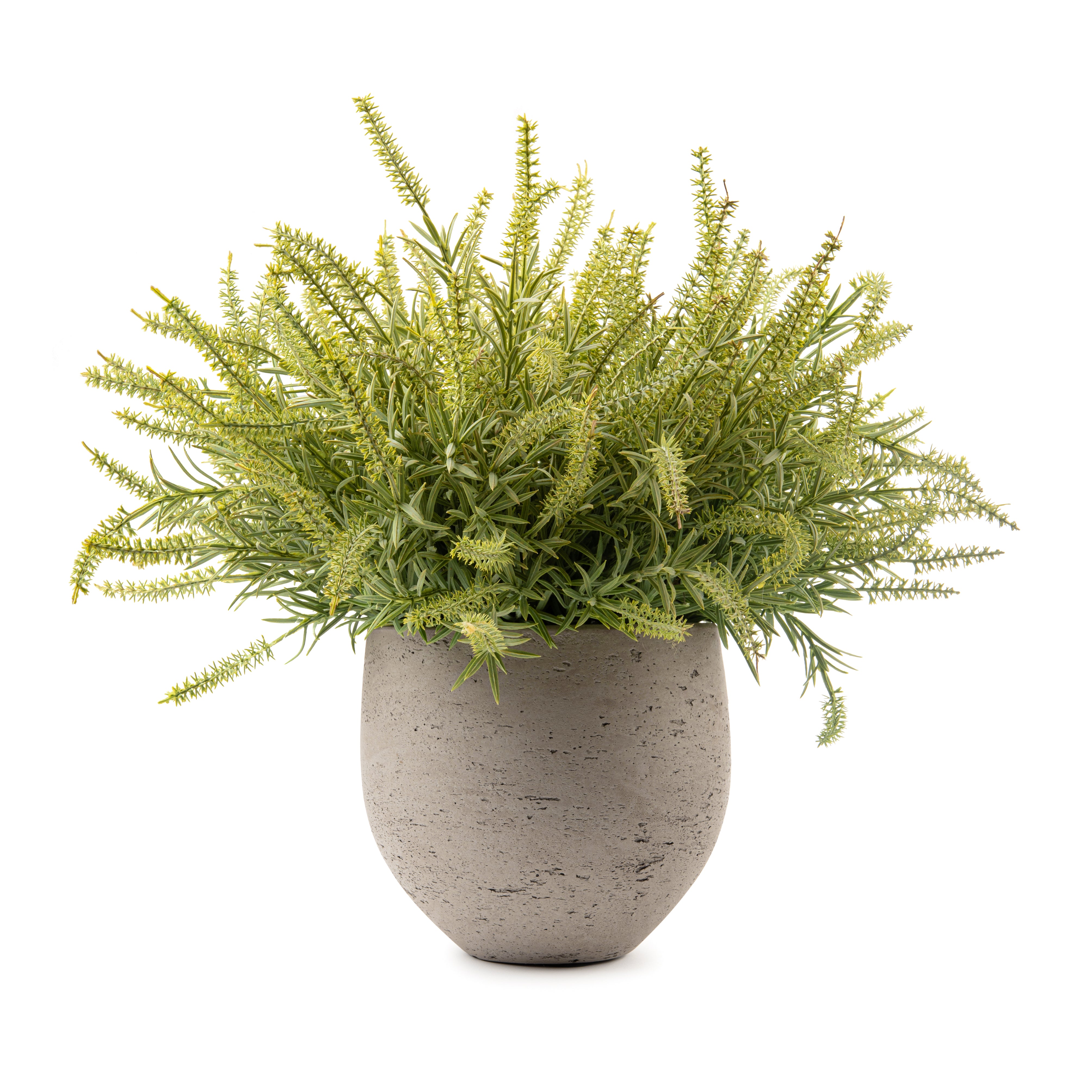  DH Green Ast Bush Orb Pot、mySite、elrpsem3k