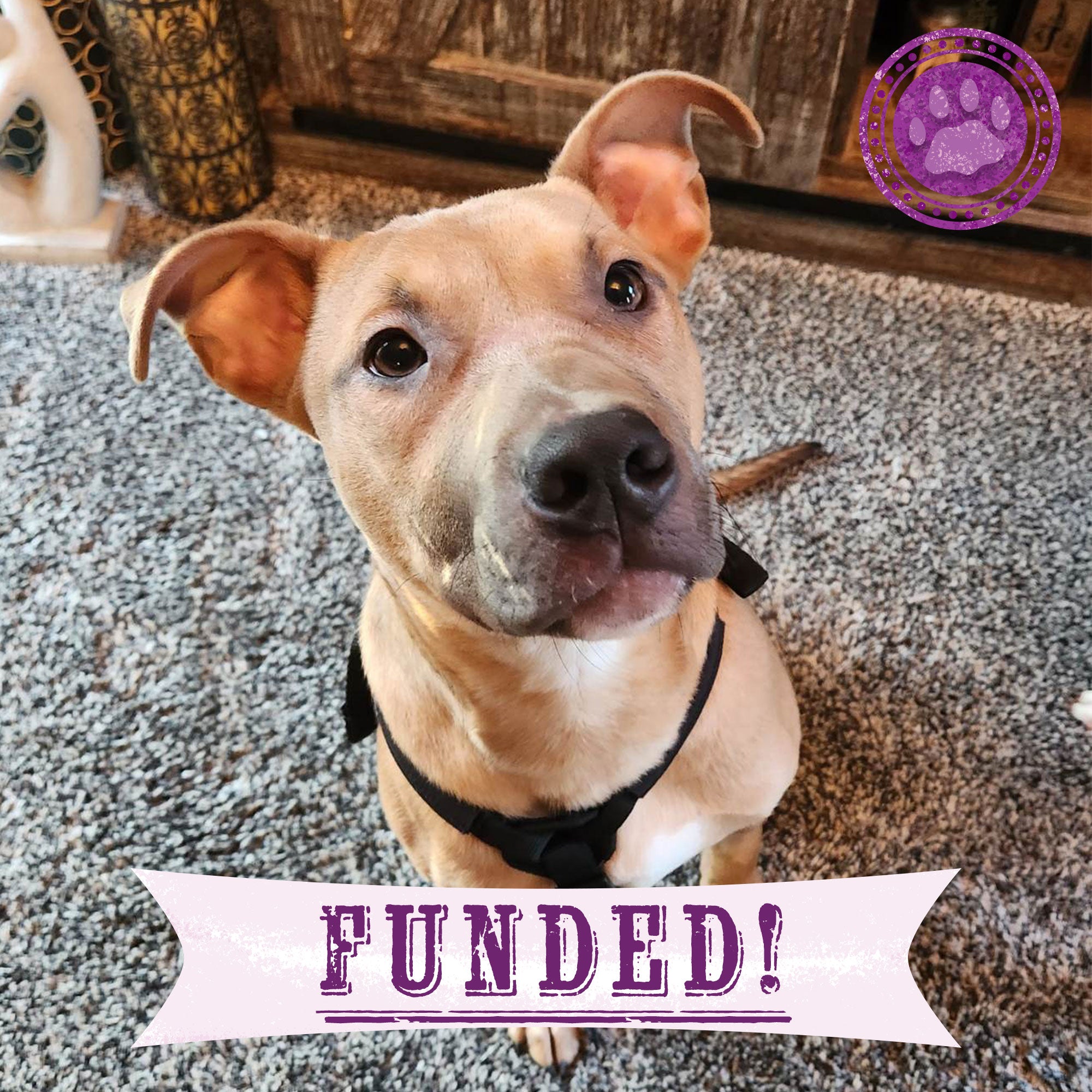 Funded - Help Spiderman Recover After Being Hit by a Car、mySite、camillekostekn