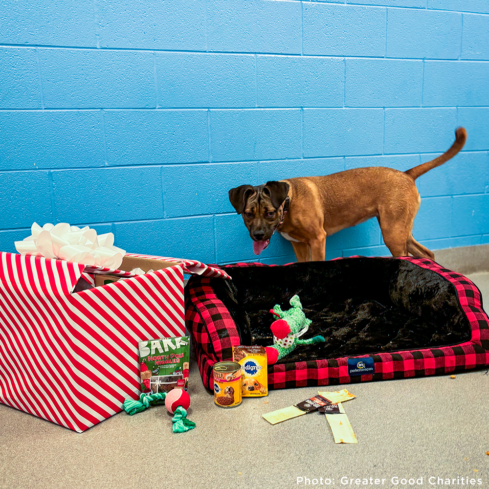 GivingTuesday: Care Package Drive for Shelter Pets、mySite、camillekostekn