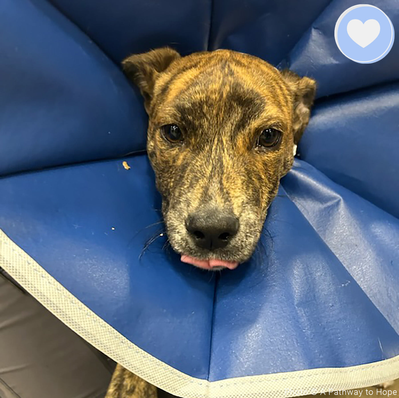 Funded - Help Baylie Recover From a Hit and Run、mySite、camillekostekn