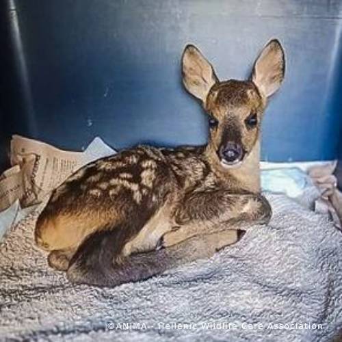 Funded: Orphaned Baby Deer Needs Specialized Care to Grow、mySite、camillekostekn