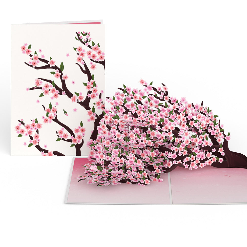 Cherry Blossom Branches in Bloom Pop-Up Card、mySite、solidvoid
