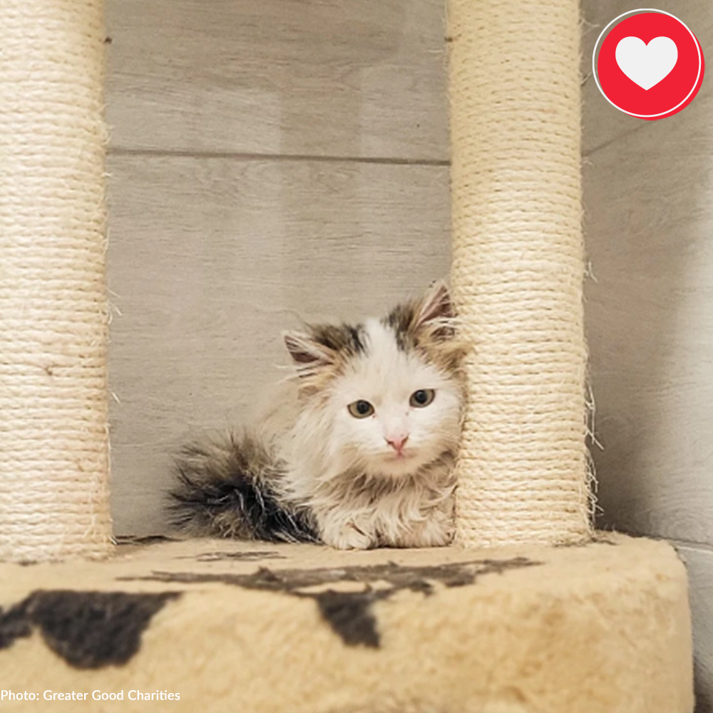 Funded: Starving Klin Was Evacuated From Heavily Bombed Village、mySite、camillekostekn