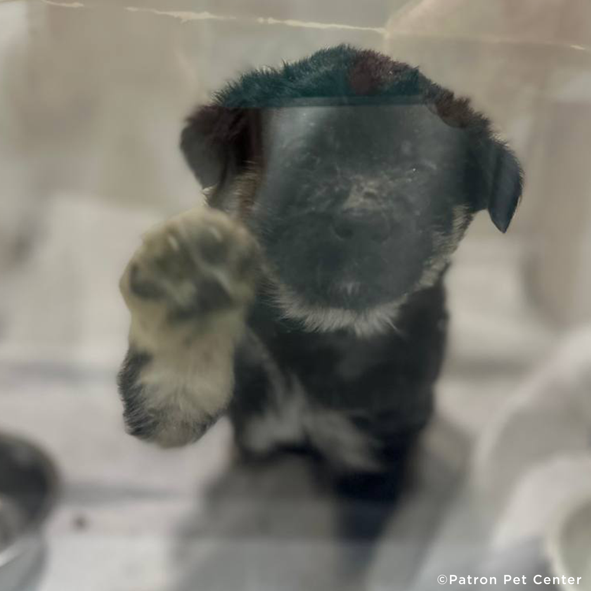 Funded: Help Malnourished Puppy Rescued From War Zone、mySite、camillekostekn