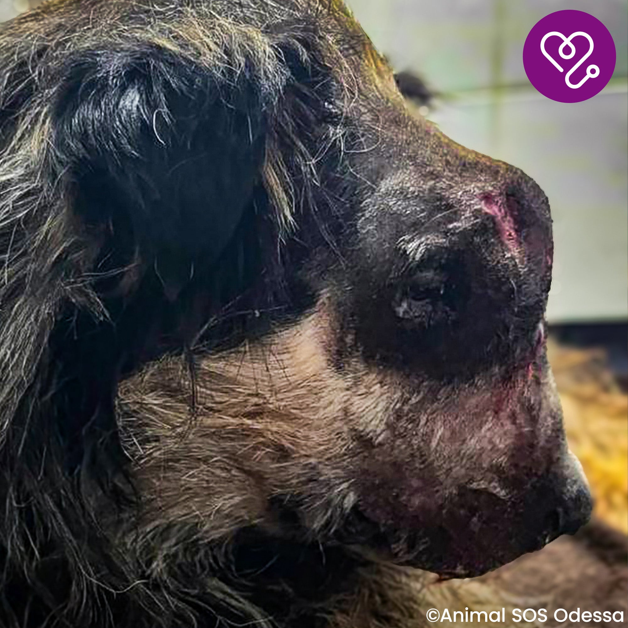 Funded: Help Mark Beat Disease、mySite、camillekostekn