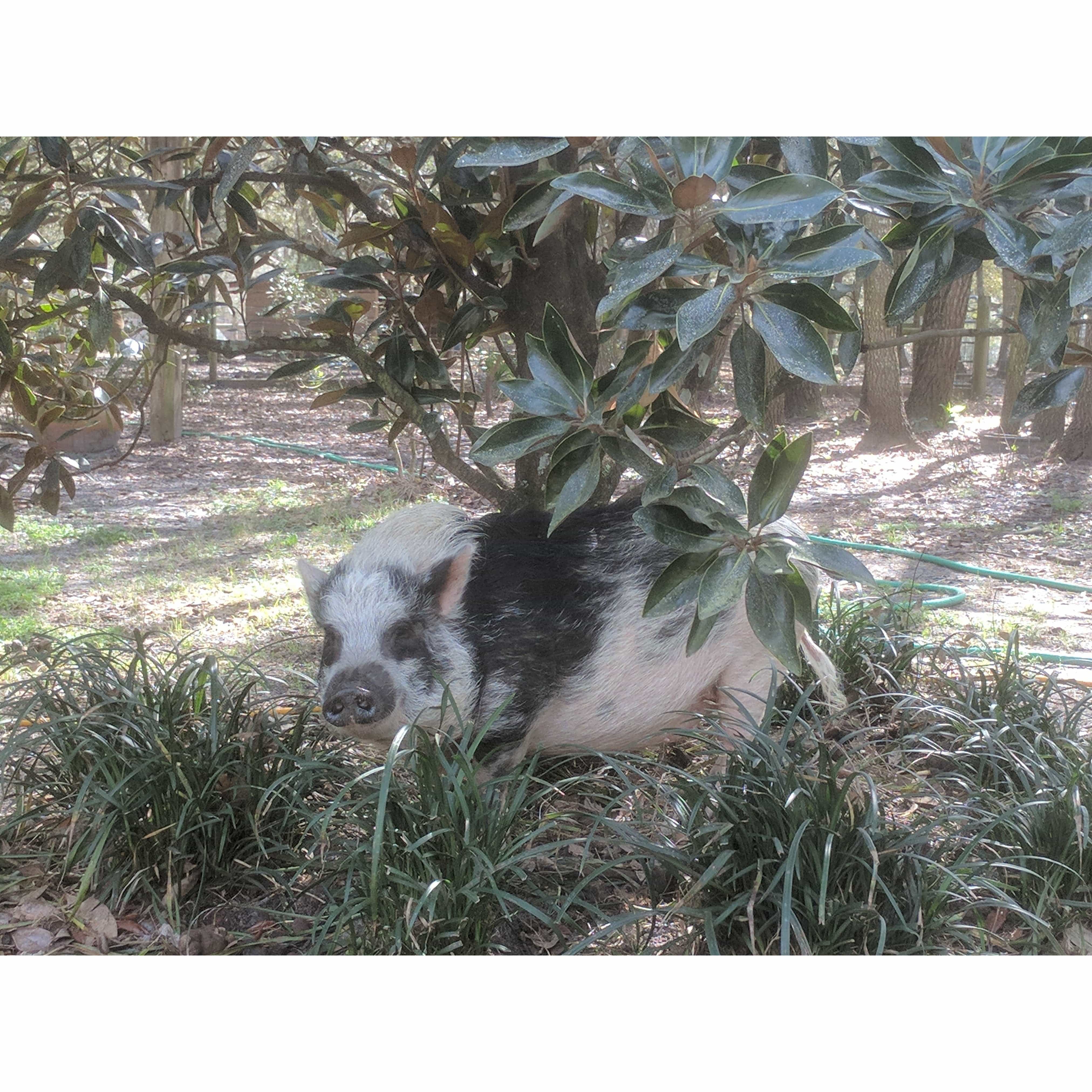 Give the GIFT of Compassion with a Rooterville Gift Card!、mySite、g9winljtr