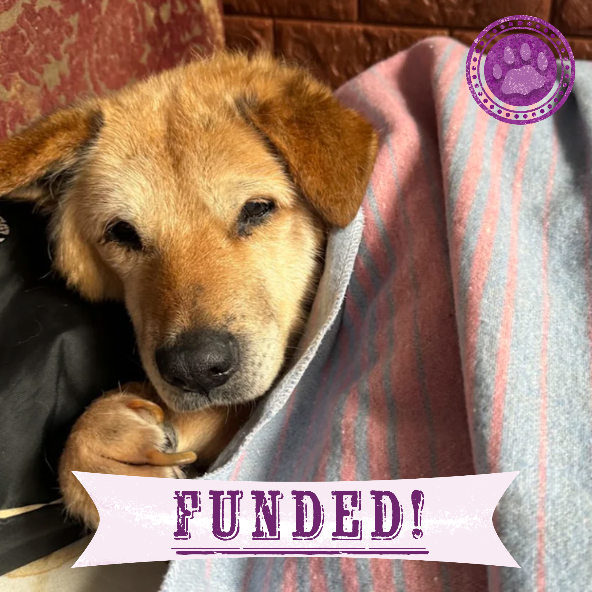 Funded: Senior Dog Abandoned Near Frontlines Needs Your Support、mySite、camillekostekn