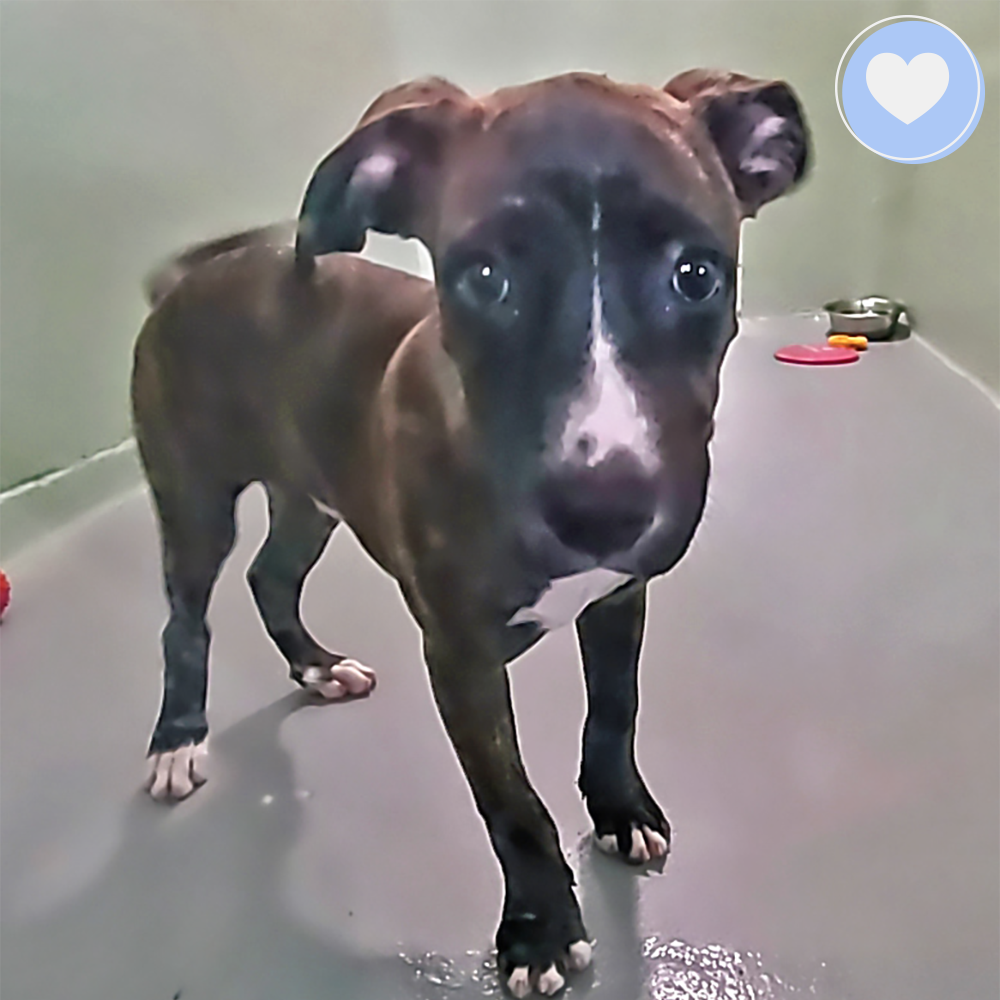 Funded: Help Litter of Puppies Recover From Life-Threatening Parvo、mySite、camillekostekn