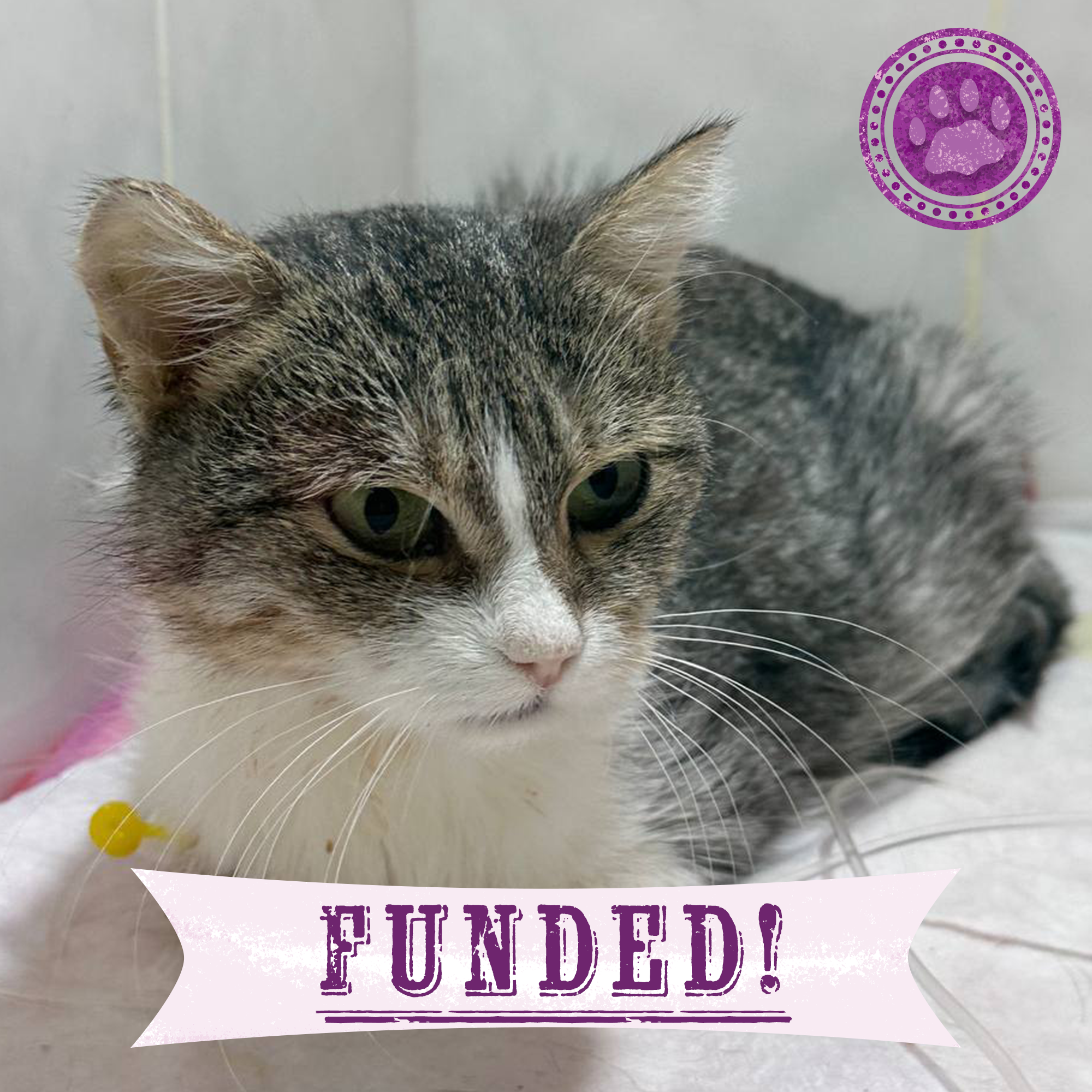 Funded: Sickly Sima Needs Help After Her Home Was Bombed、mySite、camillekostekn