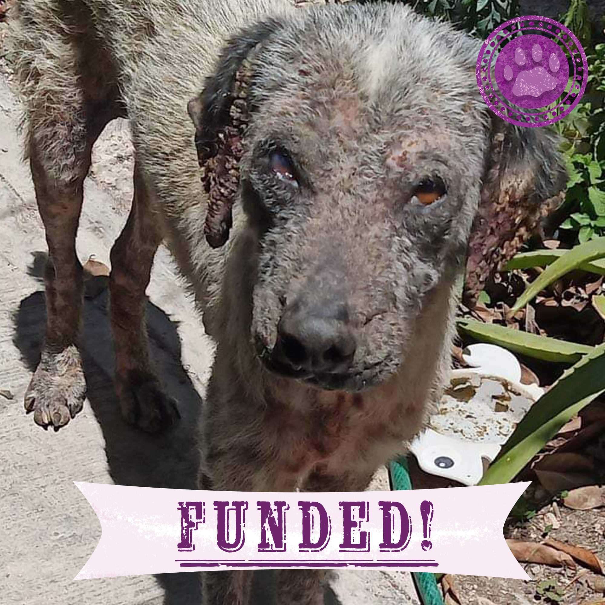 Funded: Help Edgardo Recover from Malnourishment and Mange、mySite、camillekostekn