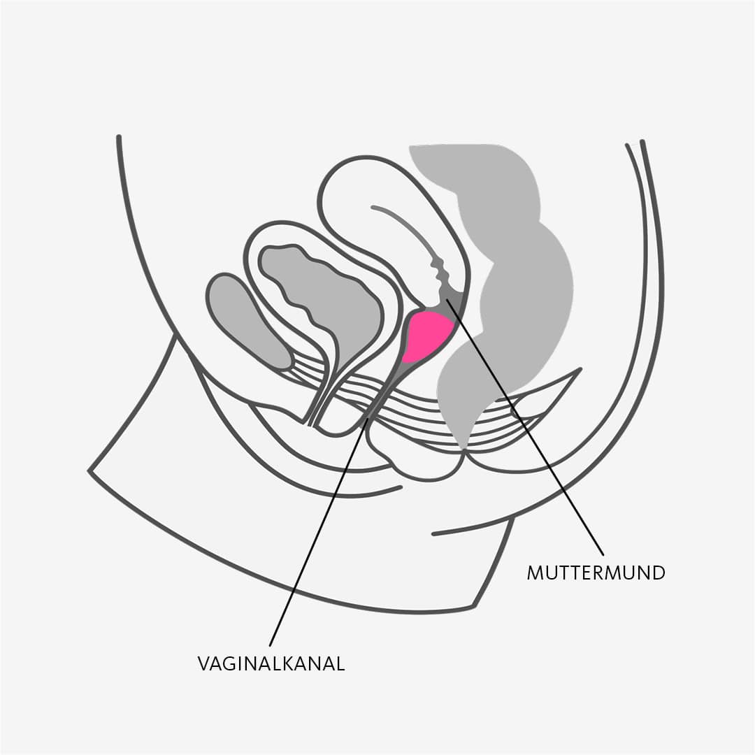 FUN CUP、mySite、bottomscart