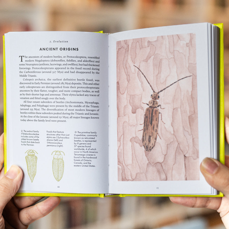The Little Book of Beetles、mySite、topwebapps