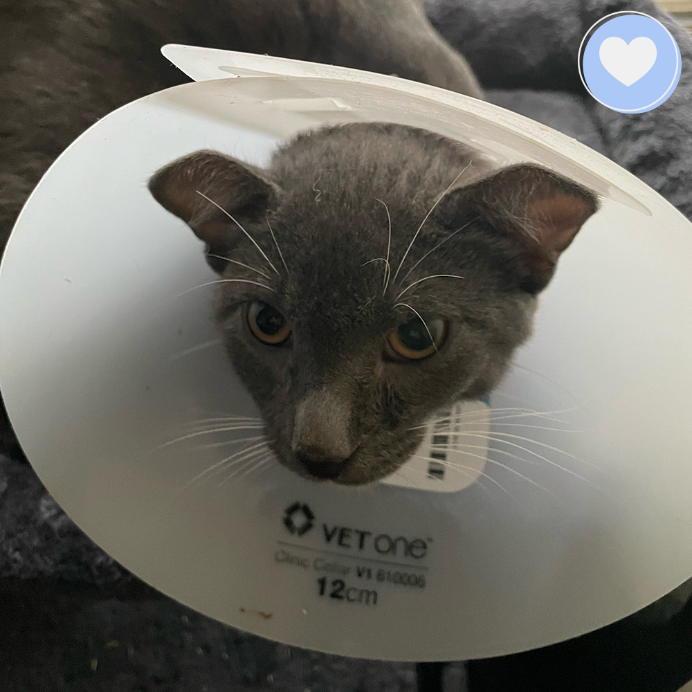 Funded: Help Zeek Walk Without Pain、mySite、camillekostekn