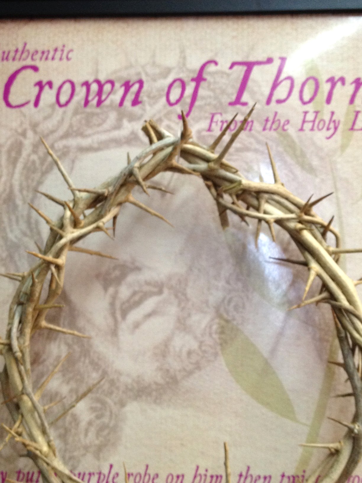  The Genuine and Authentic The Crown of Thorns (20.5x20.5cm OR 8x8) with Certificate、mySite、elrpsem3k