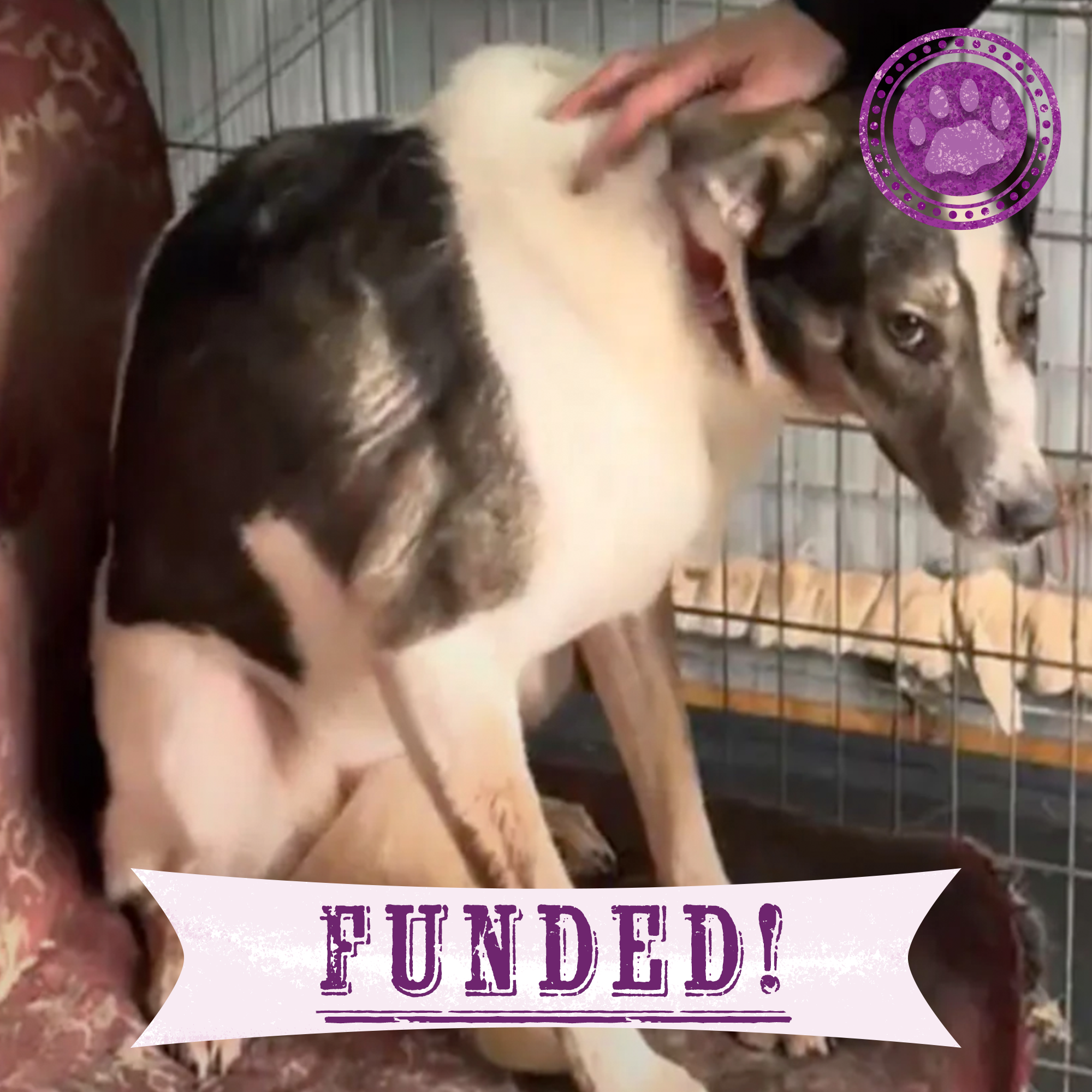 Funded: Petty Was Shot On The Frontlines and Needs Our Care、mySite、camillekostekn