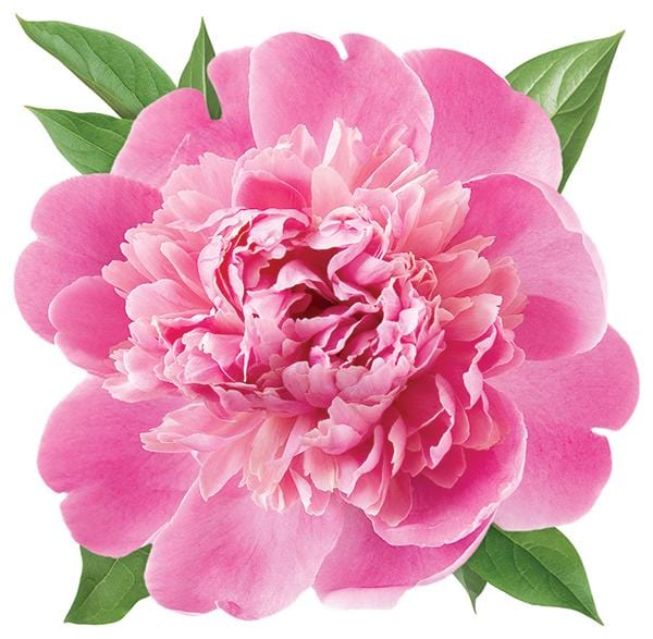  Note Card - Peony、mySite、ghnorth