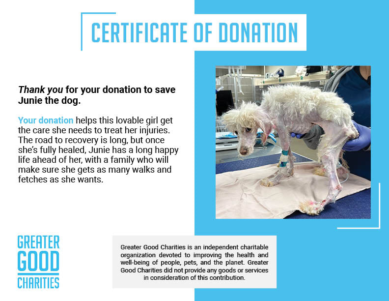 Funded - Help Junie Recover From Infection、mySite、camillekostekn