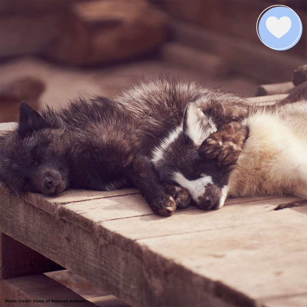 Funded: Help Foxes Recover from the Fur Industry、mySite、camillekostekn