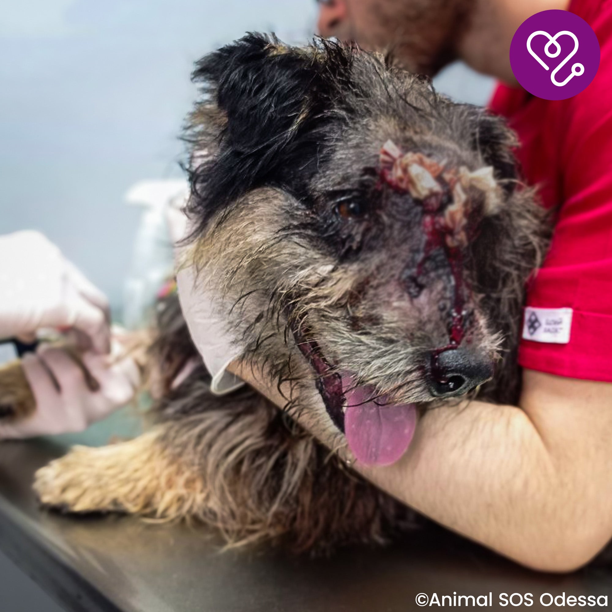 Funded: Help Mark Beat Disease、mySite、camillekostekn