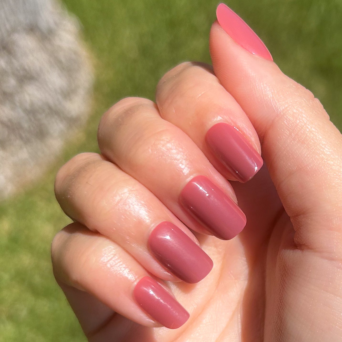 Fig Ranch - Press-On | Short | Squoval、mySite、solidvoid