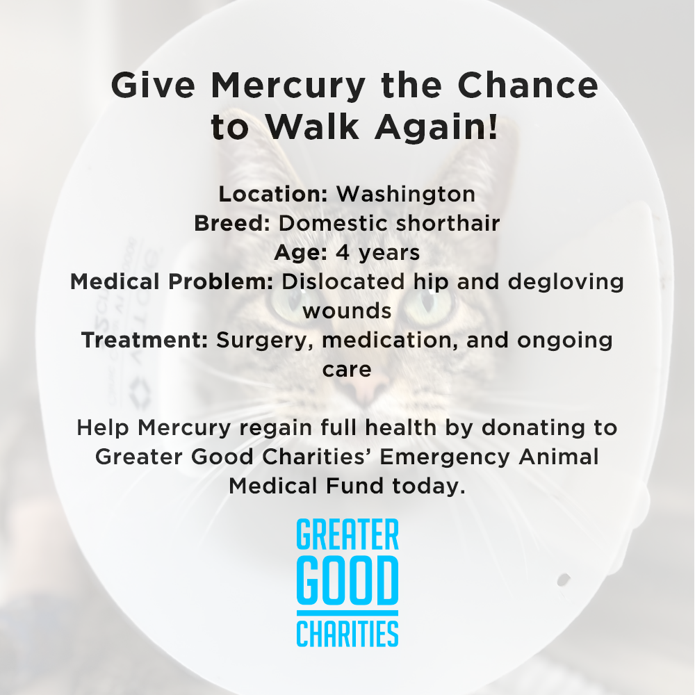 Funded - Give Mercury the Chance to Walk Again、mySite、camillekostekn