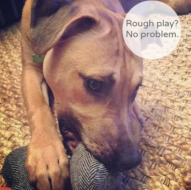 Rooterville Tweed Dog Toy Four Sizes-TOUGH, ECO-FRIENDLY, MADE IN THE USA、mySite、g9winljtr