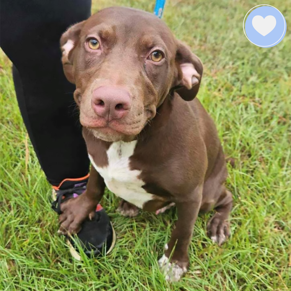 Funded: Help Moochy Get Hip Surgery & Heal From A Broken Leg、mySite、camillekostekn