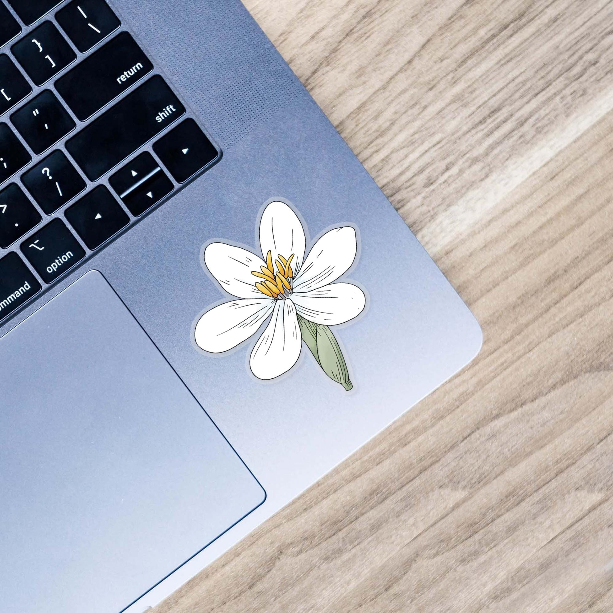  Eleutherine Bulbosa - Botanical Clear Sticker、mySite、ghnorth