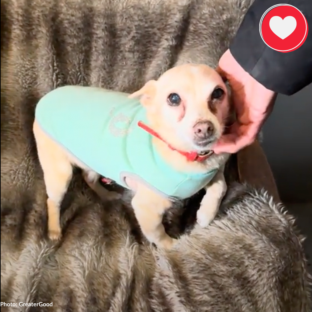 Funded: Little Lyusya Needs Your Help To Beat Cancer、mySite、camillekostekn