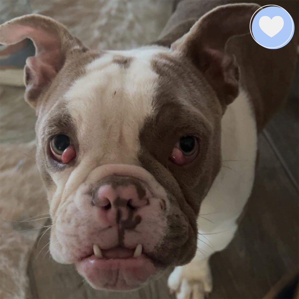 Funded: Help Heal Tonka’s Eyes So He Can See a Brighter Future、mySite、camillekostekn