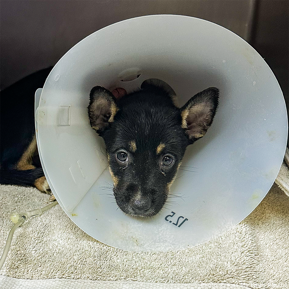 Help Spartacus Win the Battle Against Parvo、mySite、camillekostekn