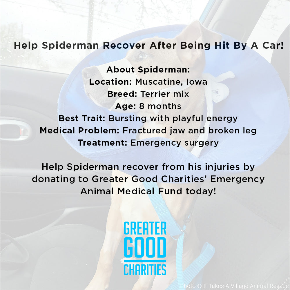 Funded - Help Spiderman Recover After Being Hit by a Car、mySite、camillekostekn