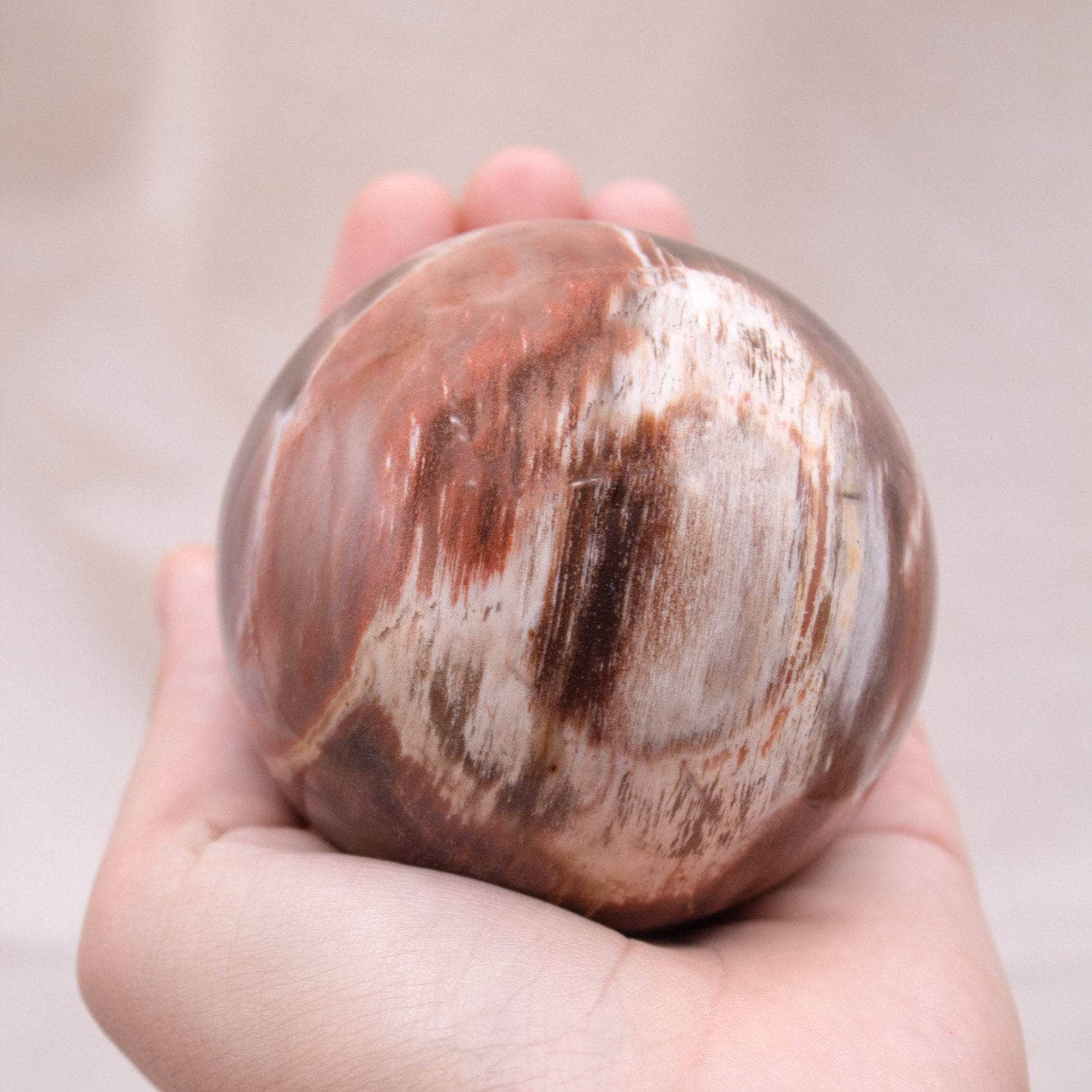 Petrified Wood Sphere - AAA Premium Quality、mySite、hinf8tx79