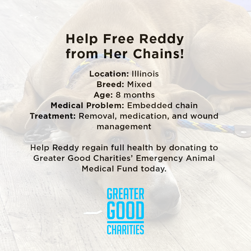 Funded: Help Free Reddy from Her Chains、mySite、camillekostekn