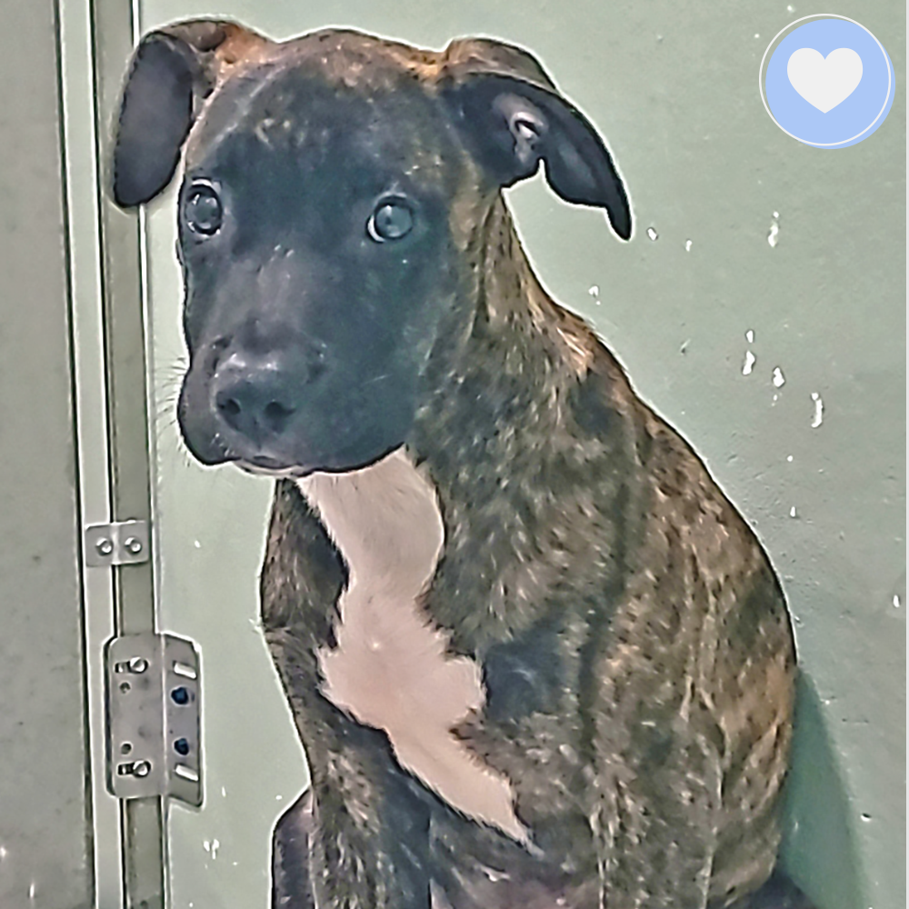 Funded: Help Litter of Puppies Recover From Life-Threatening Parvo、mySite、camillekostekn