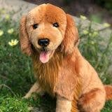 Plush Red Golden Retriever Sitting Realistic、mySite、g9winljtr