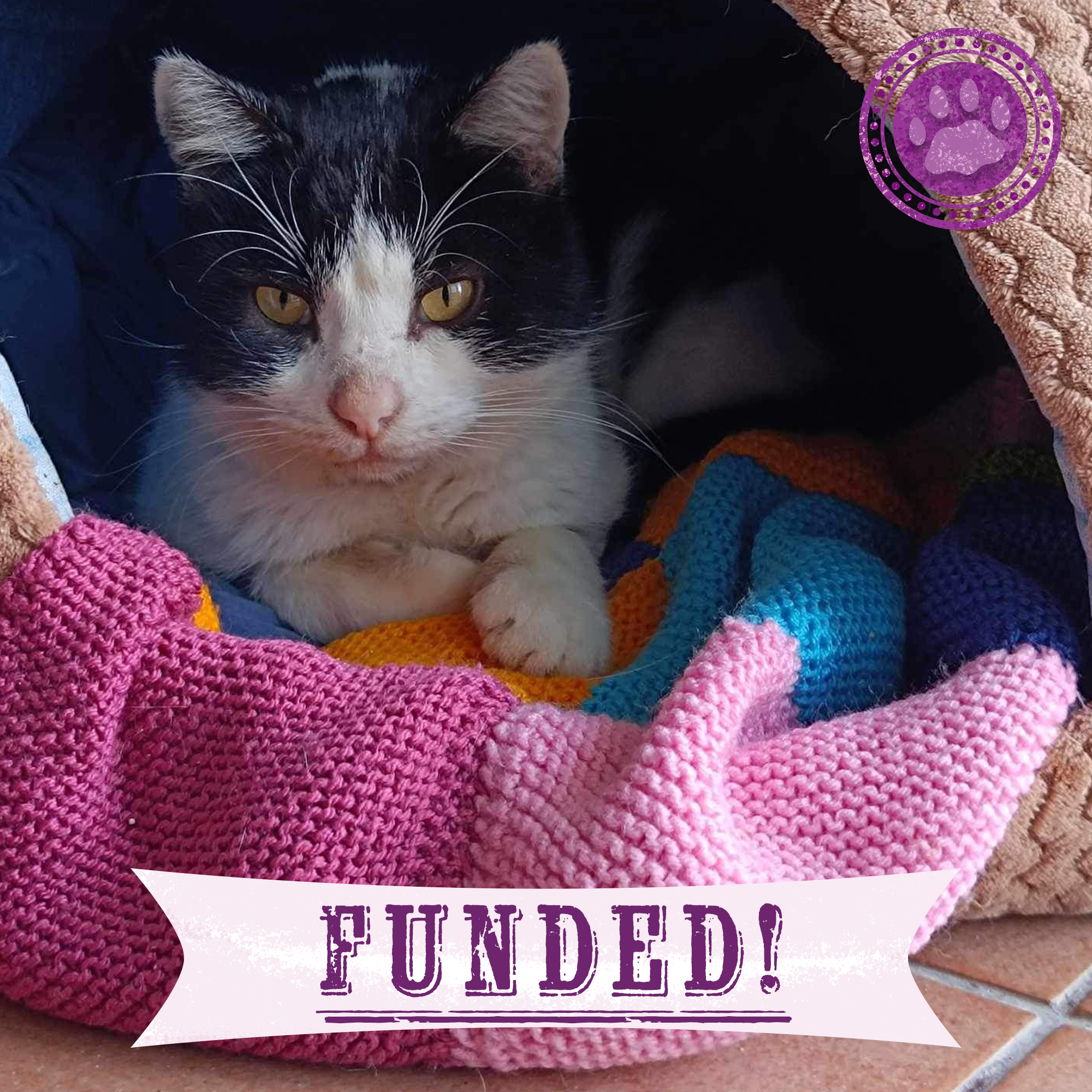 Funded: Devastating Illness May Take Panda's Life - Help Him Recover!、mySite、camillekostekn