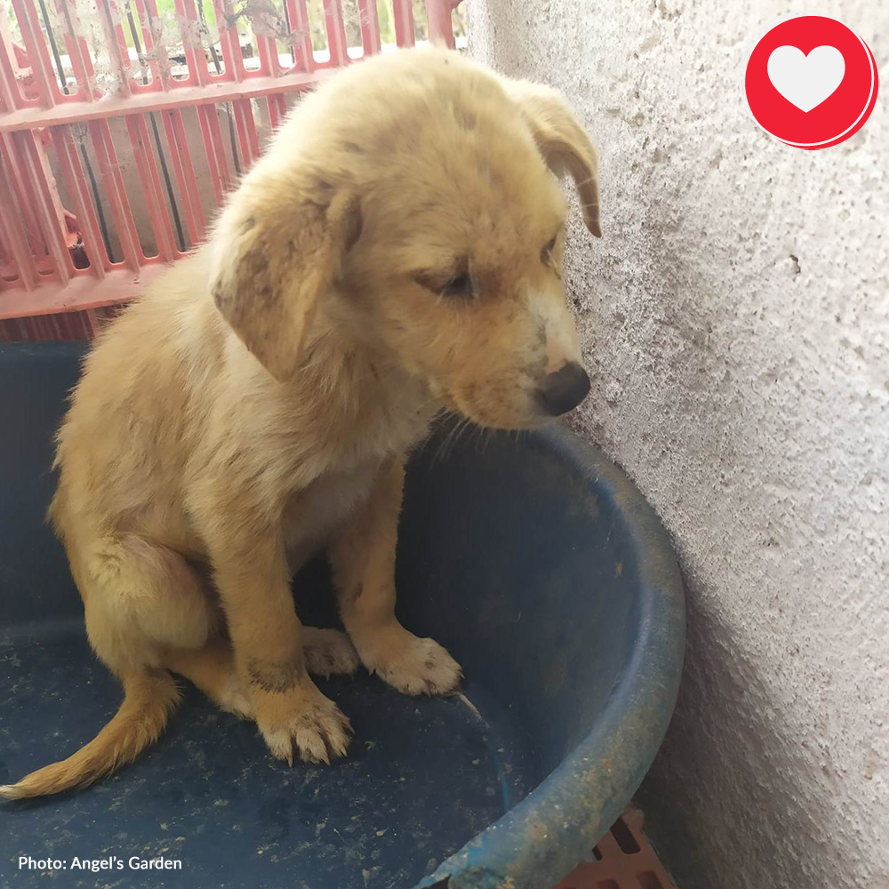 Funded: Help Starving Lucas Regain His Strength、mySite、camillekostekn