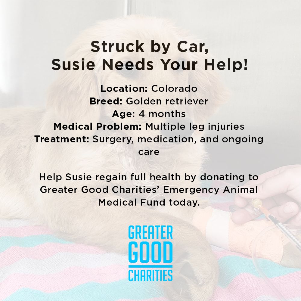 Struck by Car, Susie Needs Your Help、mySite、camillekostekn