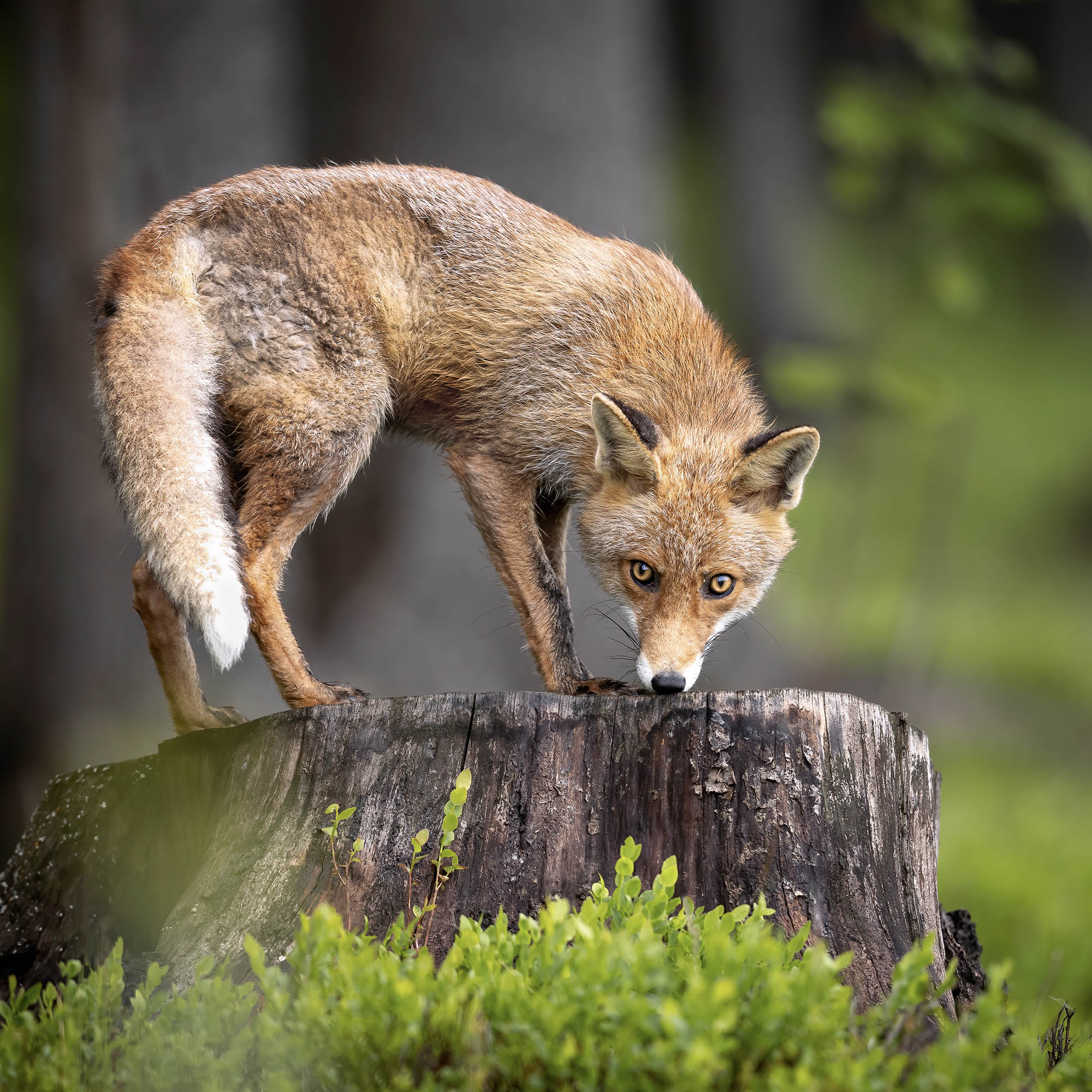 Wildlife In Peril | Help Replant Forest Habitat Fund、mySite、camillekostekn