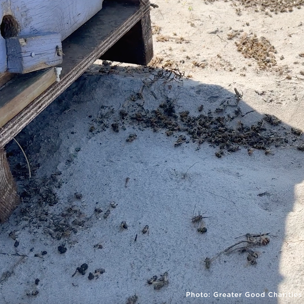 URGENT: Help Feed Bees Struggling to Survive After Hurricane Helene & Milton、mySite、camillekostekn