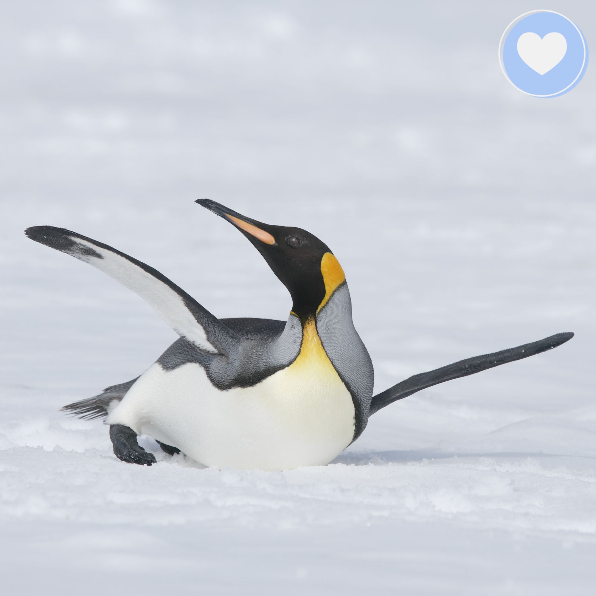 Giving Tuesday: Act Now Before Critically Endangered Species Disappear、mySite、camillekostekn